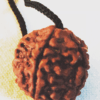 Authentic Rudraksha seed beads handcrafted from natural Himalayan Rudraksha seeds sourced from Nepal and India.