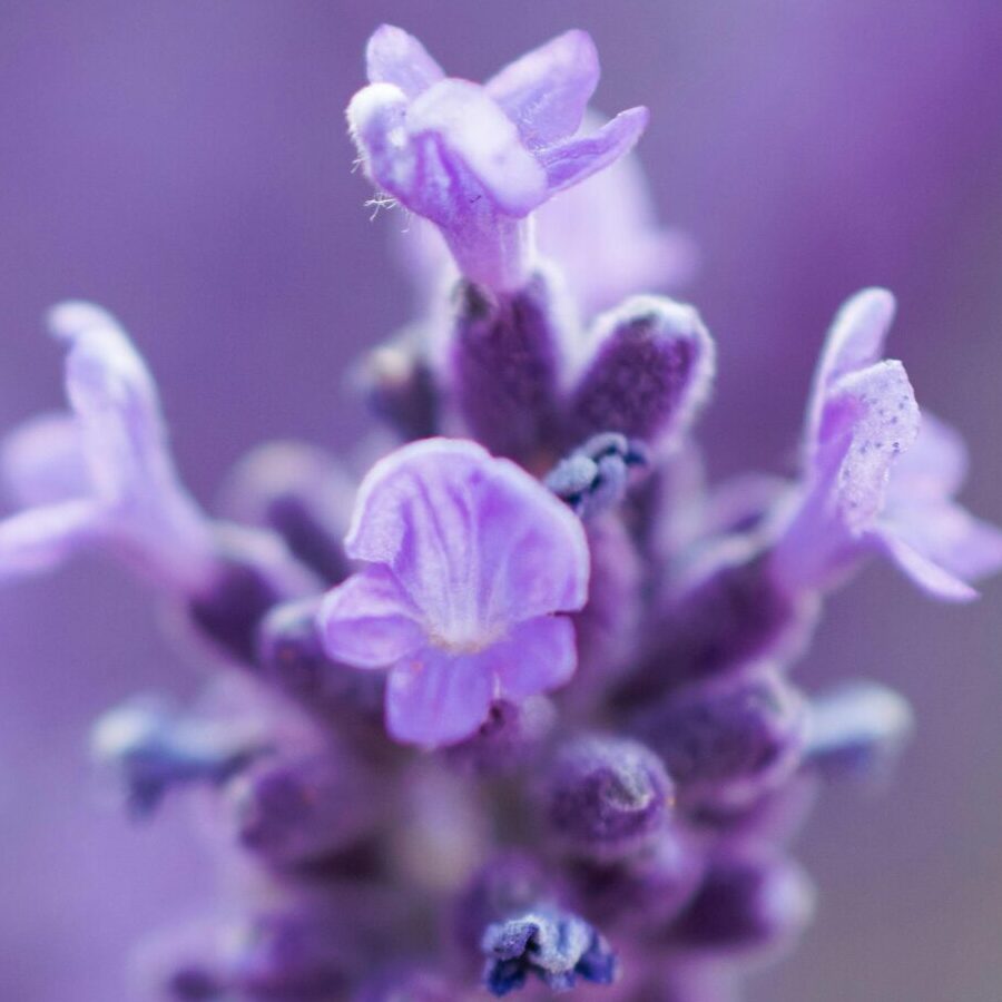 close up of lavender flower