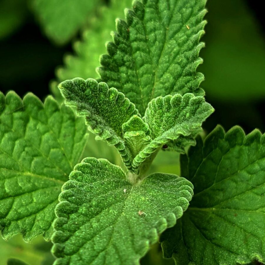 Close up of peppermint leaves