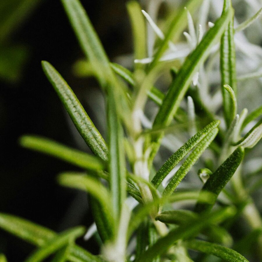 Close up of fresh rosemary herb plant